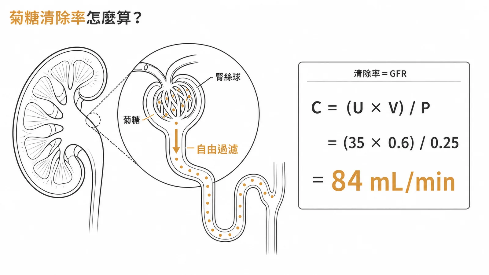 菊糖清除率公式 C=(U×V)/P 代入數據得 84 mL/min