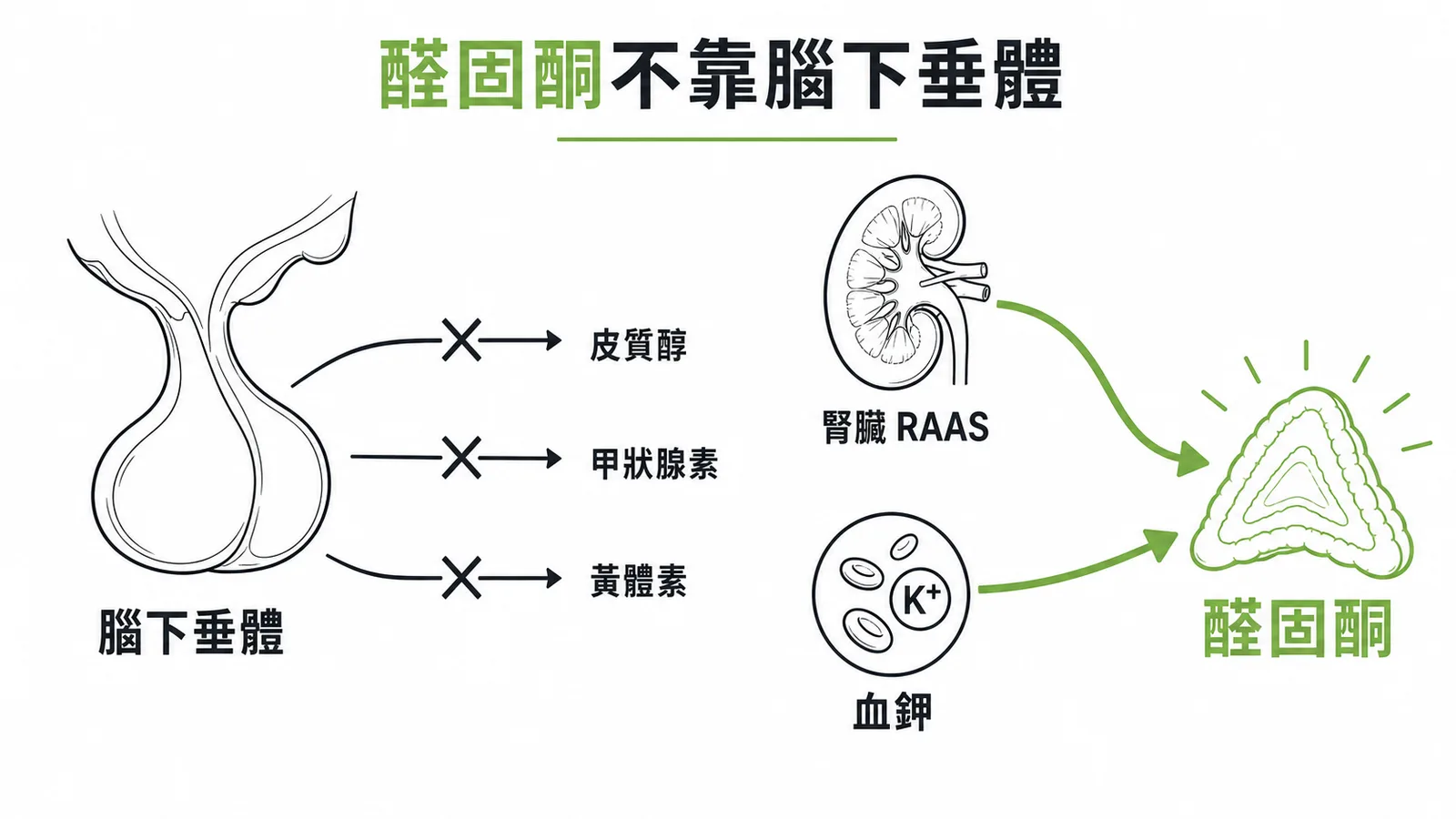 醛固酮由 RAAS 與血鉀調控，獨立於腦下垂體