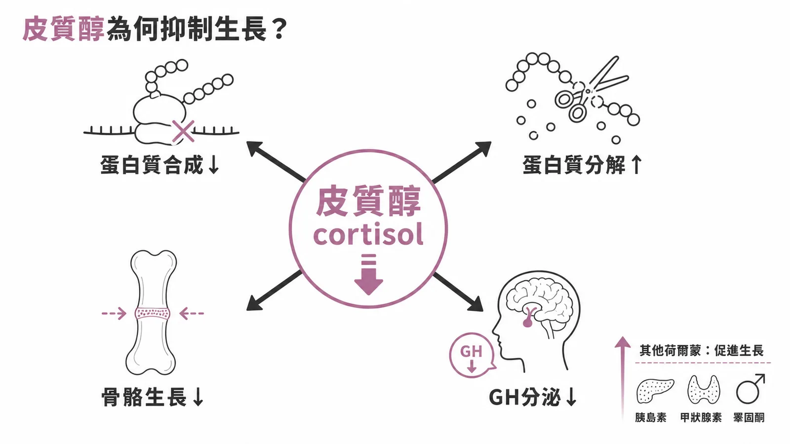 皮質醇長期過量抑制蛋白質合成、骨骼生長及 GH 分泌