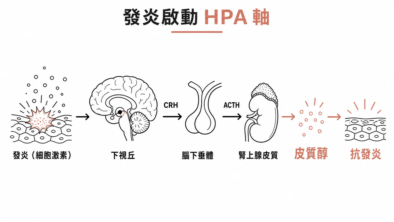 發炎啟動 HPA 軸：細胞激素→下視丘→腦下垂體→腎上腺→皮質醇抗發炎