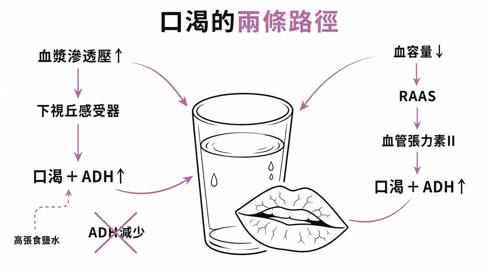 口渴的兩條路徑：滲透壓升高與血容量下降皆刺激口渴及 ADH 分泌