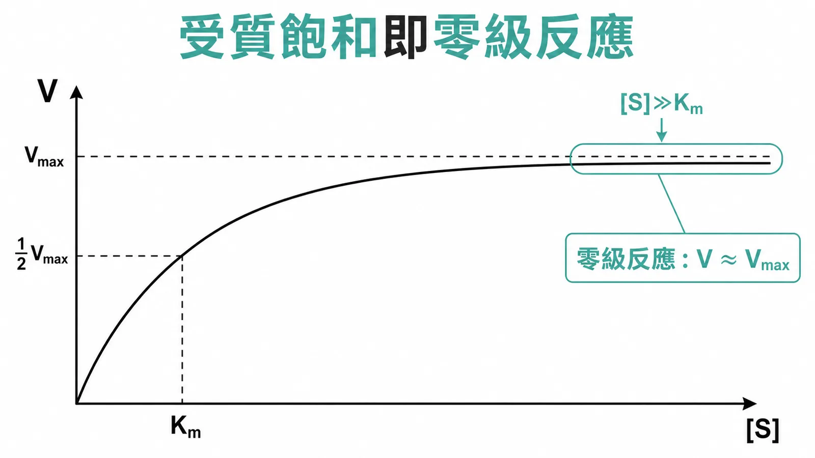 Michaelis-Menten 曲線:受質飽和時 V 趨近 Vmax,為零級反應
