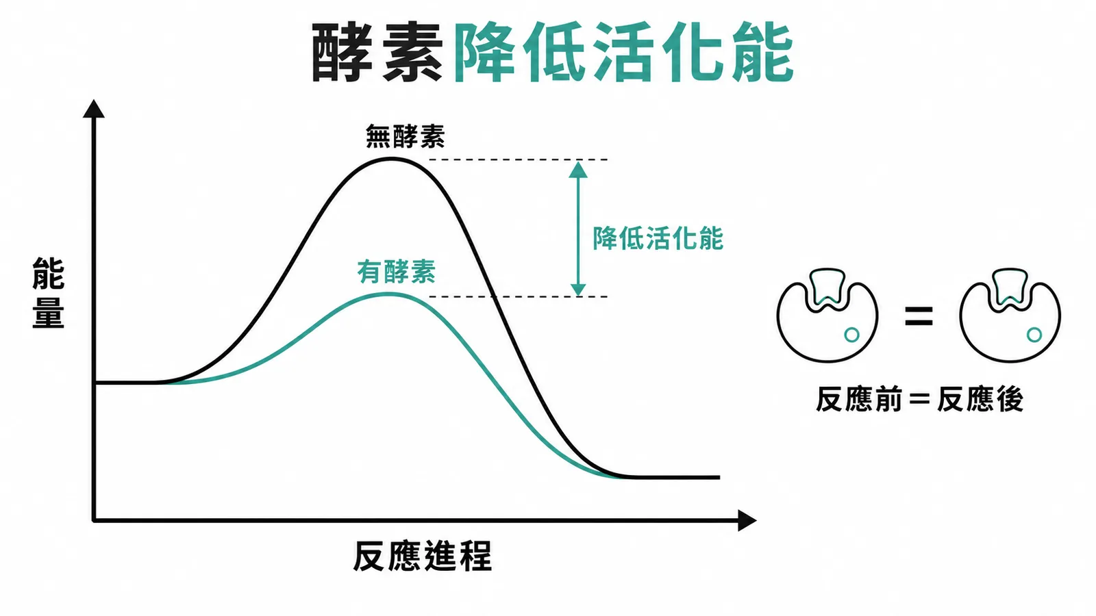 酵素降低活化能但反應前後總量不變,可重複利用