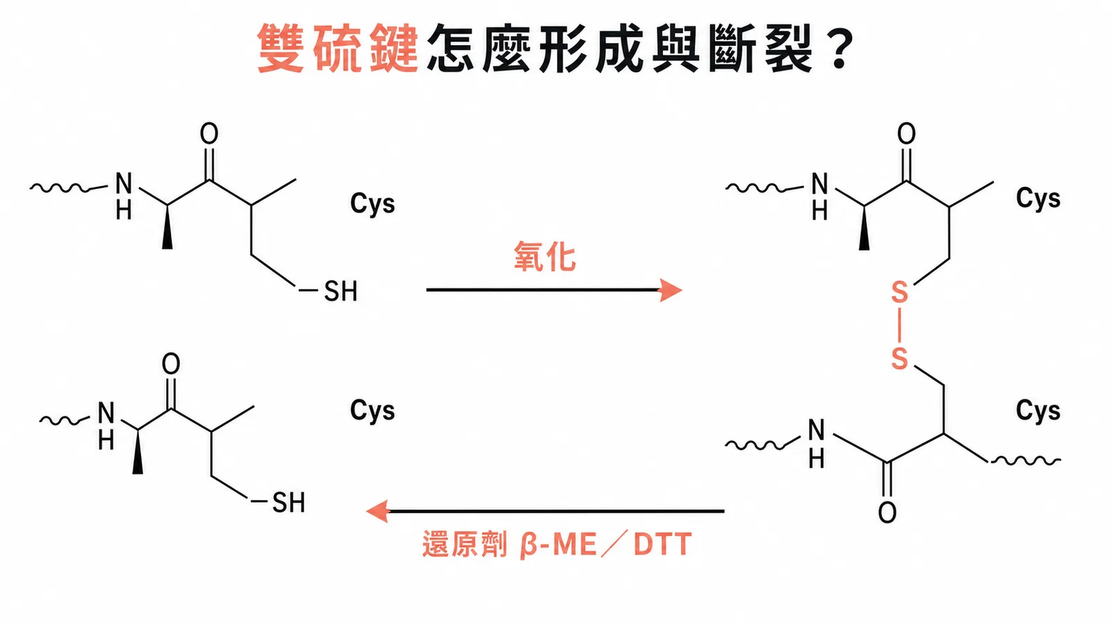 雙硫鍵由兩個半胱胺酸氧化形成,還原劑可將其斷裂