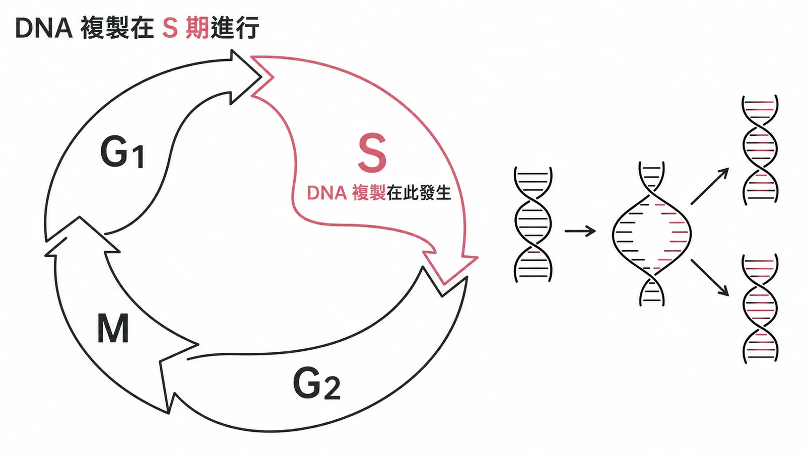細胞週期環形圖:S 期為 DNA 複製階段