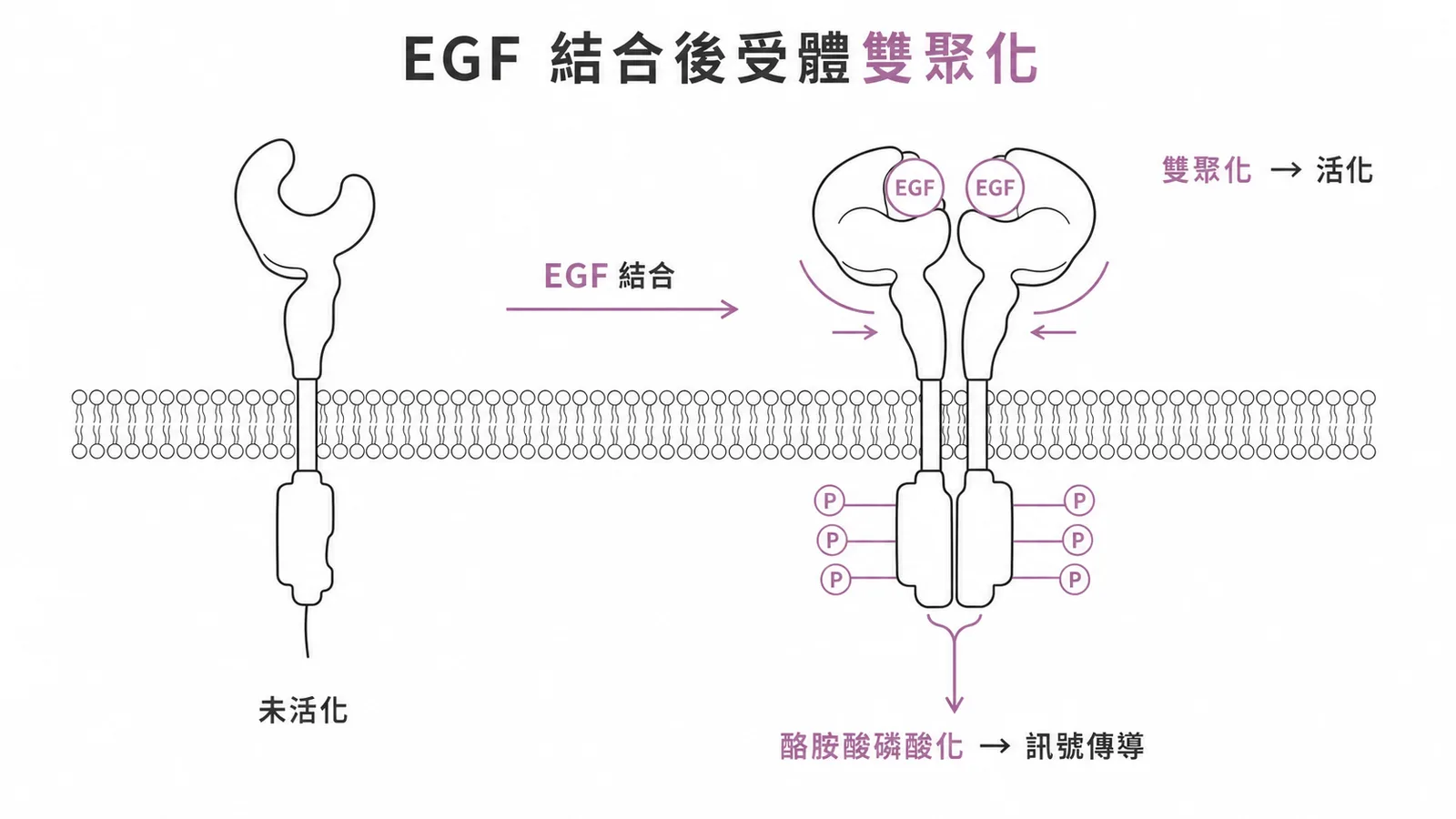 EGF 結合後受體單體形成雙聚體並活化酪胺酸激酶