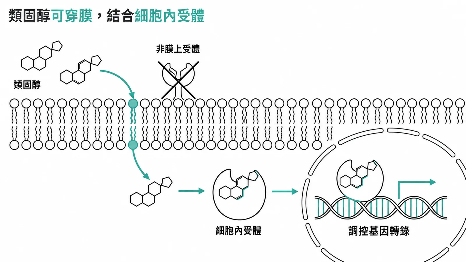 類固醇穿過細胞膜與細胞內受體結合,調控基因轉錄