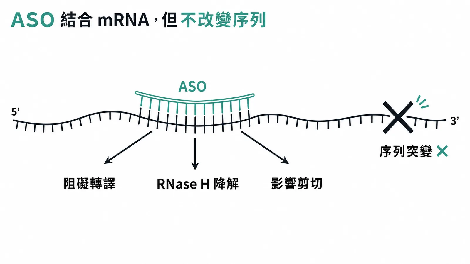 ASO 結合 mRNA 可阻礙轉譯、降解或影響剪切,但不改變序列