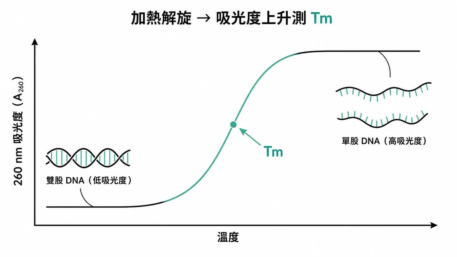 DNA 融解曲線:加熱解旋時 260 nm 吸光度上升,中點為 Tm