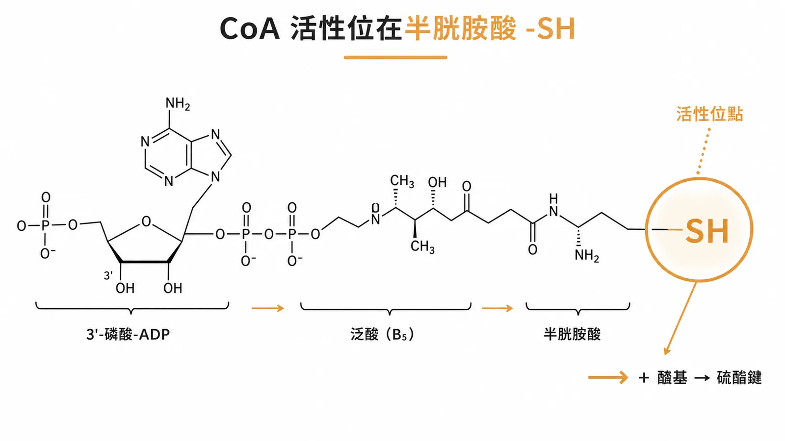 CoA 結構示意:3'-phospho-ADP+泛酸+半胱胺酸,活性位點為 -SH