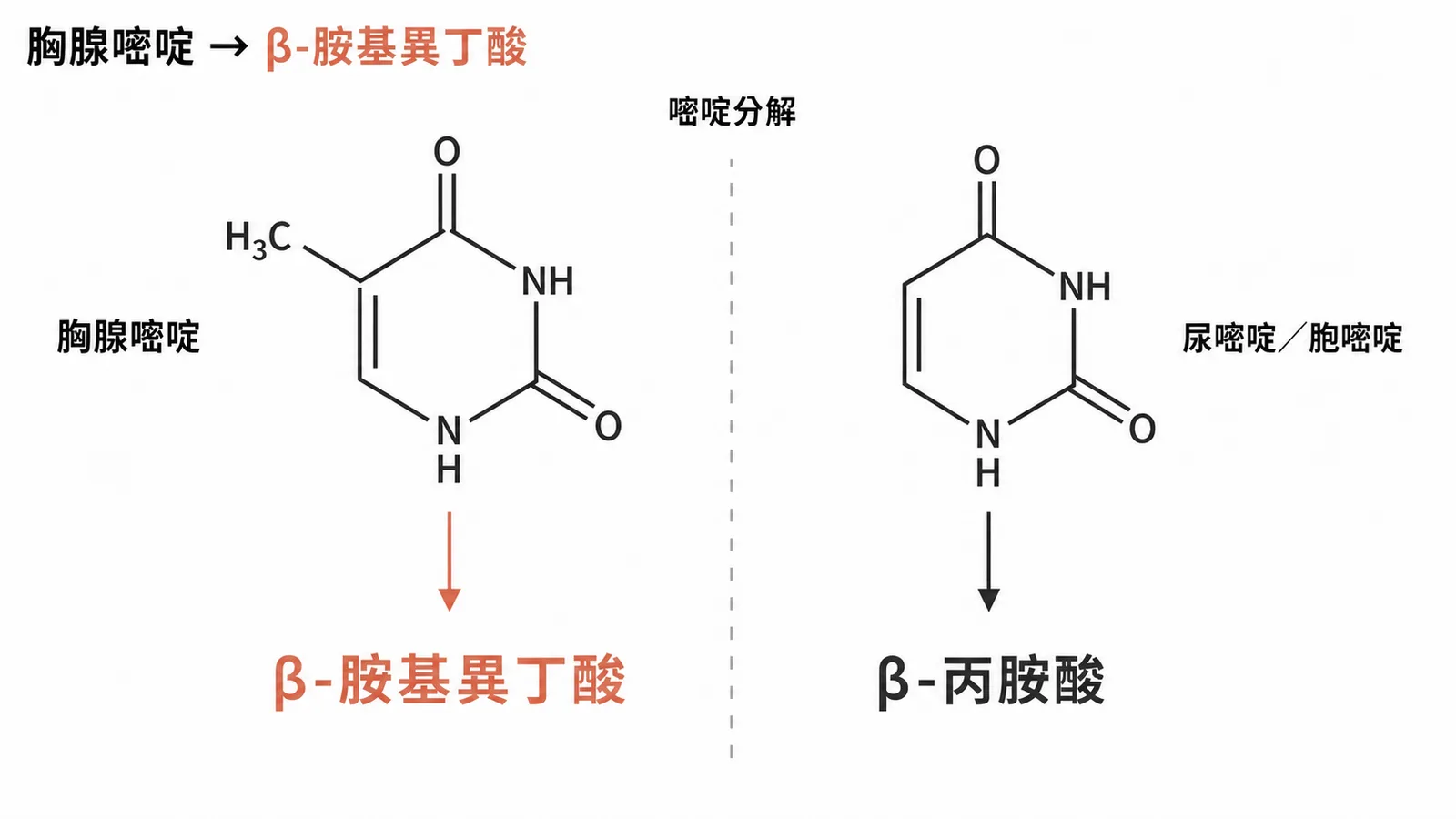 嘧啶代謝對照:胸腺嘧啶產生 β-胺基異丁酸,尿嘧啶產生 β-丙胺酸
