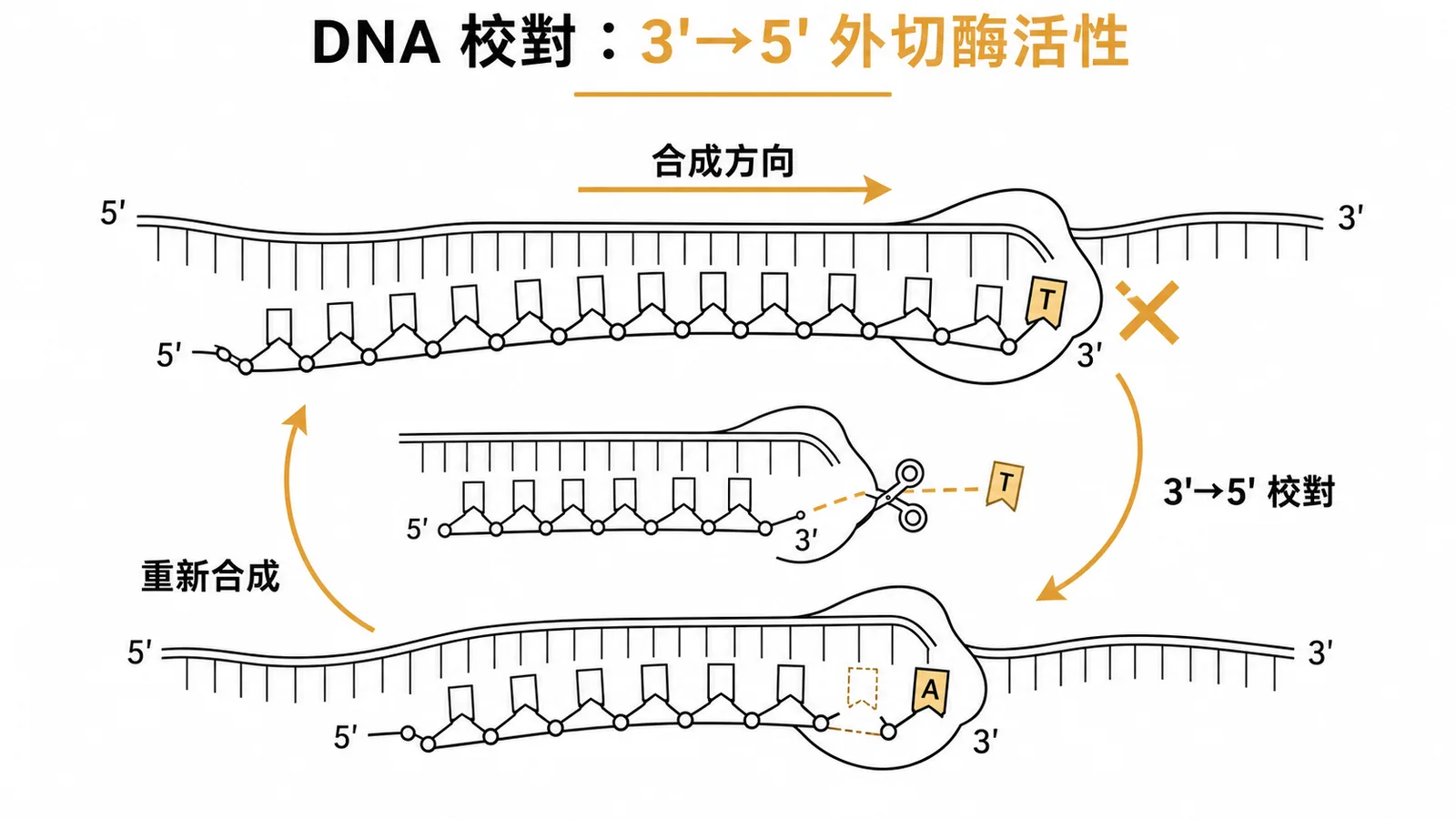 DNA 校對流程:3'→5' 外切酶活性切除錯配核苷酸後重新合成