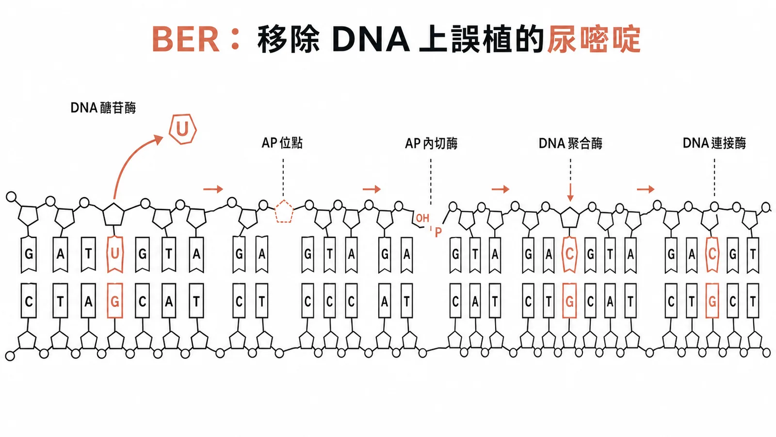 鹼基切除修復流程:醣苷酶移除尿嘧啶→AP 位點→內切酶→聚合酶→連接酶