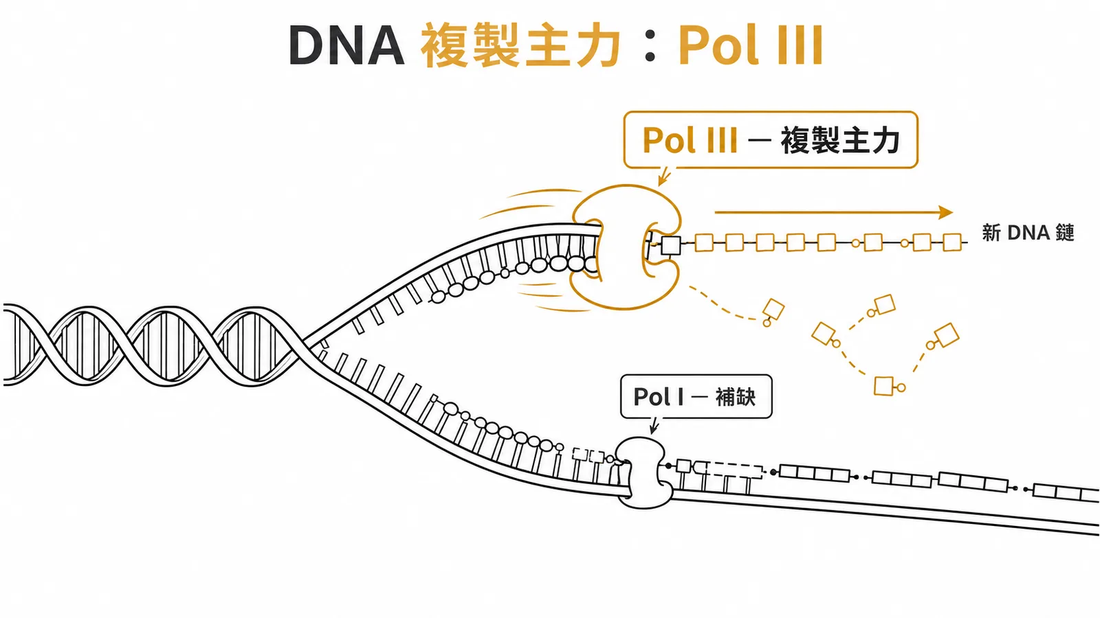 大腸桿菌DNA複製叉示意圖:Pol III為複製主力,Pol I負責填補引子空缺