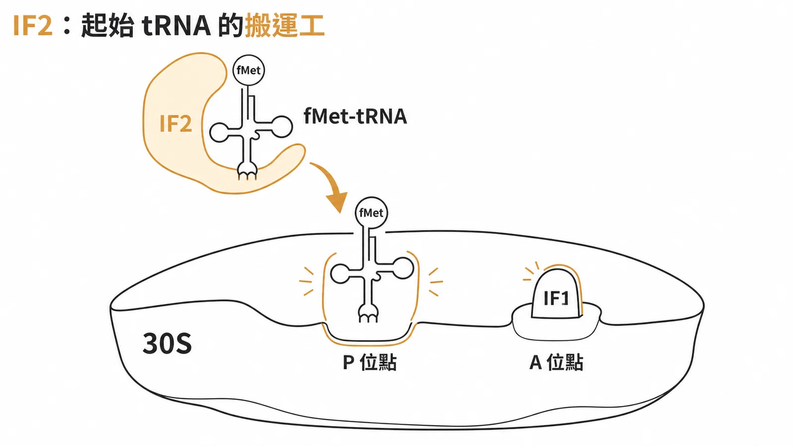 原核轉譯起始因子IF2將fMet-tRNA送至核糖體P位點示意圖