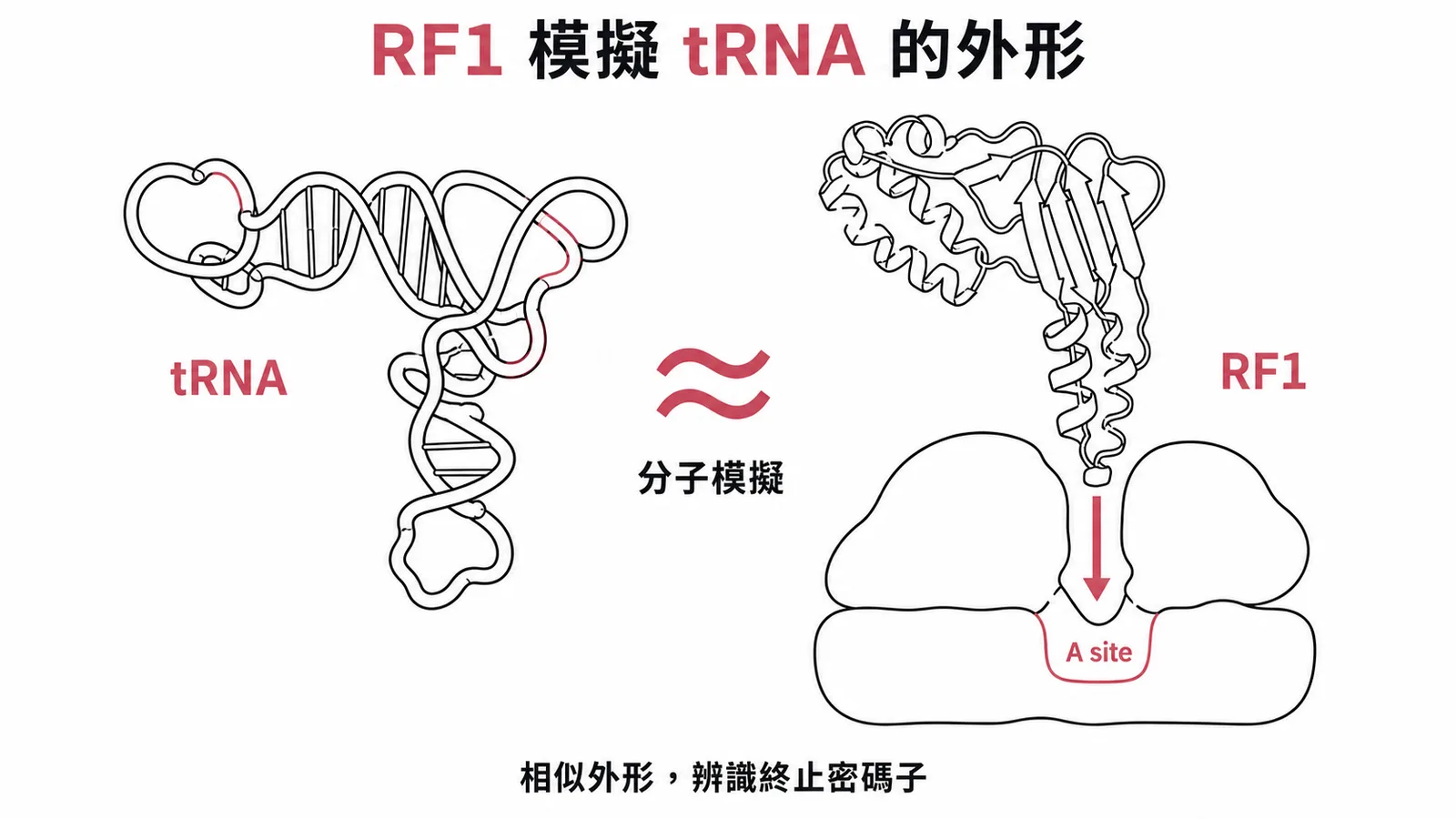 RF1與tRNA分子模擬比較:RF1模擬tRNA外形進入核糖體A位點辨識終止密碼子