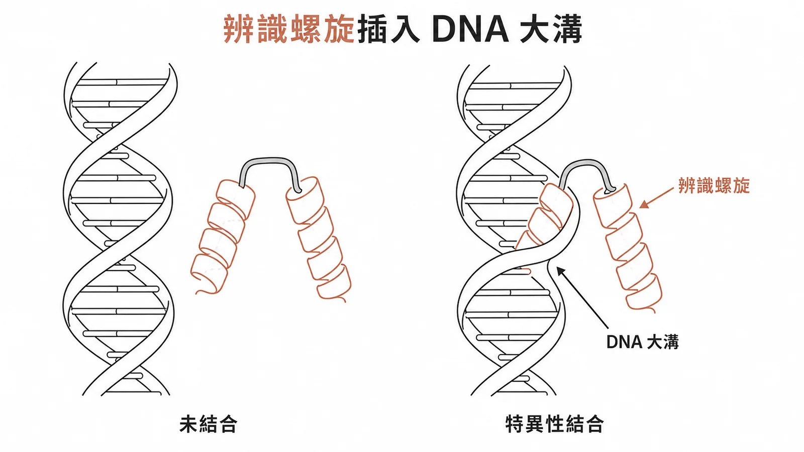 螺旋-轉角-螺旋模體的辨識螺旋插入DNA大溝示意圖