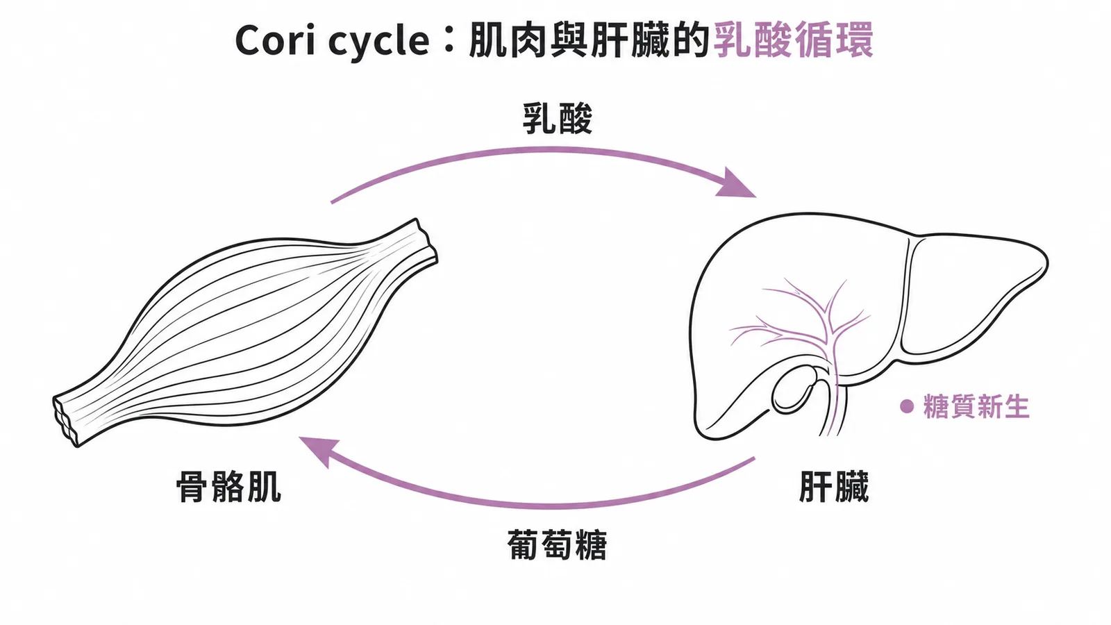 Cori cycle示意圖:骨骼肌產生乳酸送至肝臟,肝臟經糖質新生轉回葡萄糖供肌肉使用
