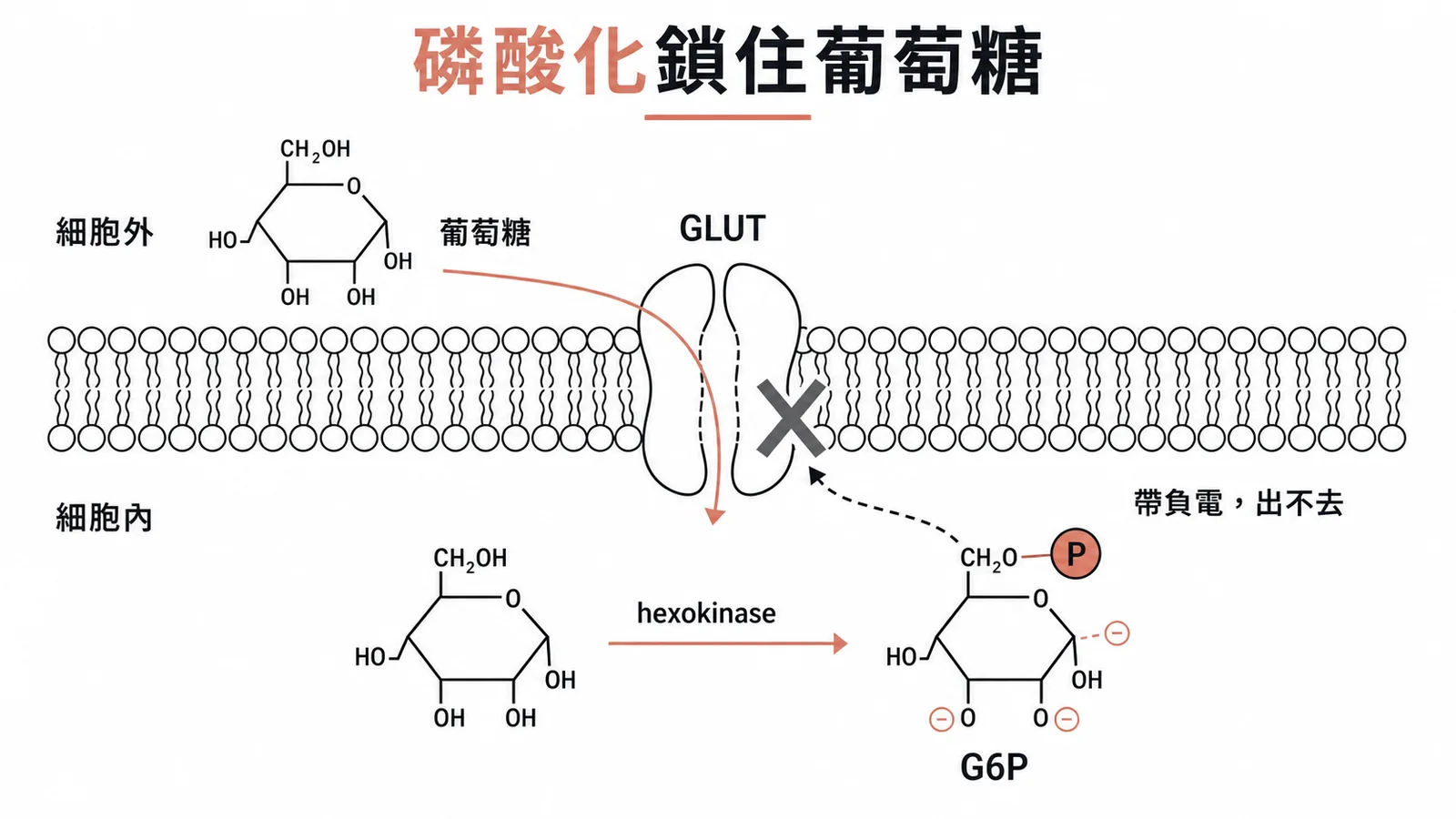 磷酸化鎖住葡萄糖示意圖:hexokinase將葡萄糖轉為帶負電的G6P,無法穿回GLUT