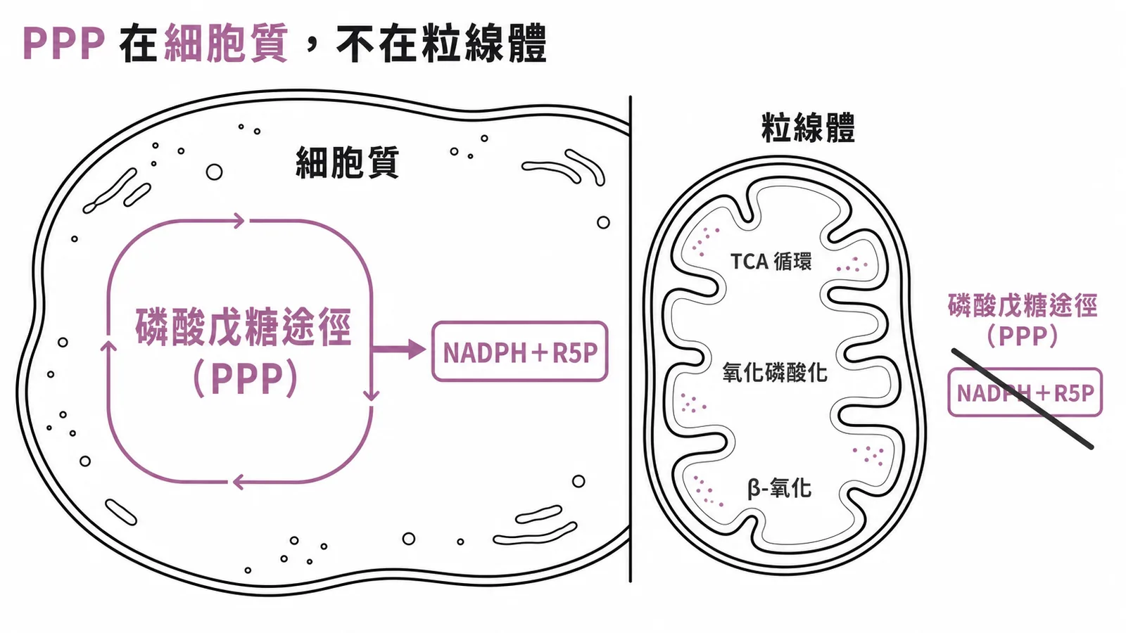 代謝途徑定位示意圖:磷酸戊糖途徑在細胞質進行,粒線體負責TCA循環和氧化磷酸化
