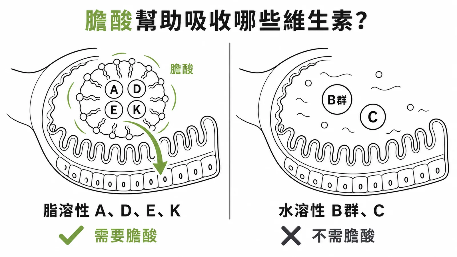 膽酸幫助脂溶性維生素ADEK吸收而非水溶性維生素