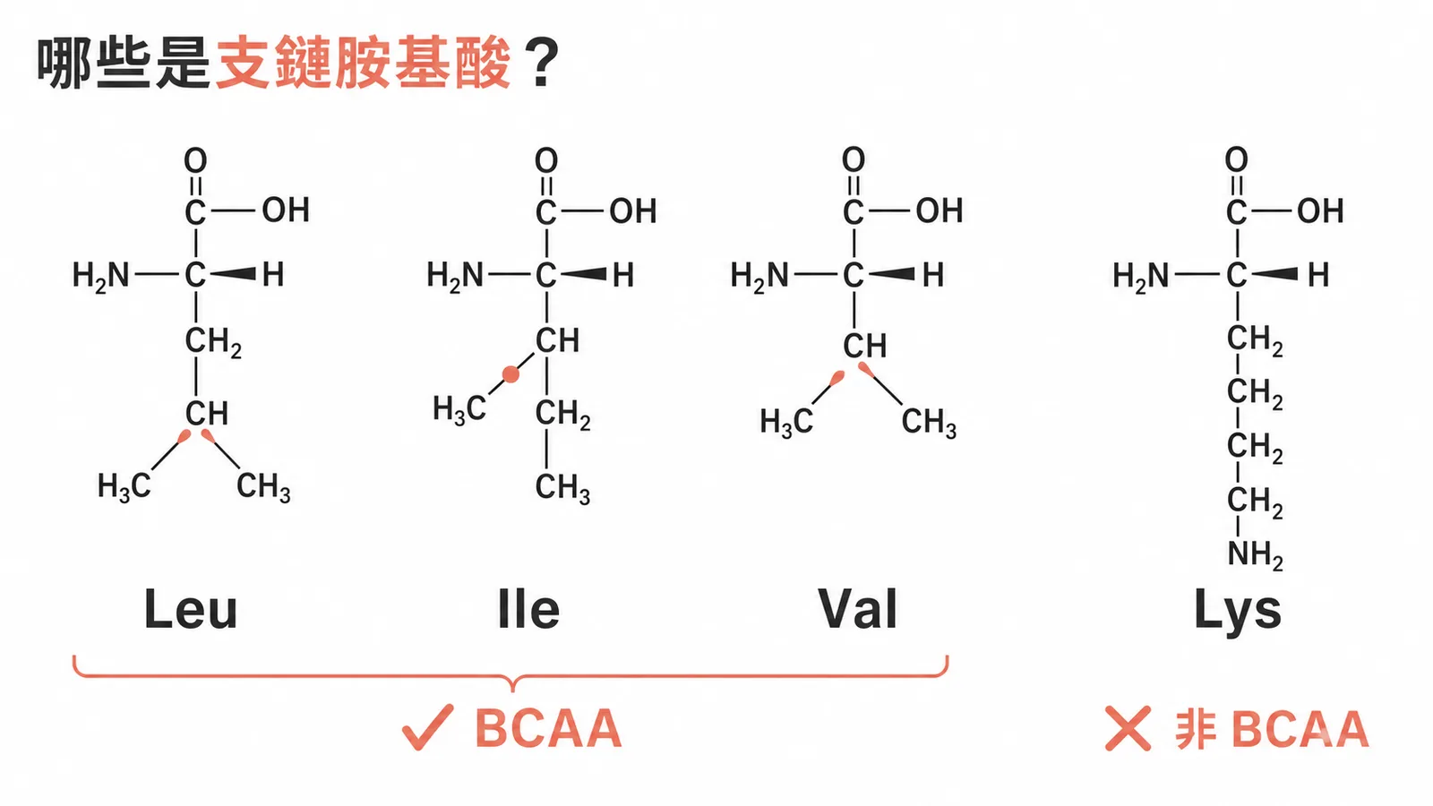 支鏈胺基酸為白胺酸異白胺酸纈胺酸而非離胺酸