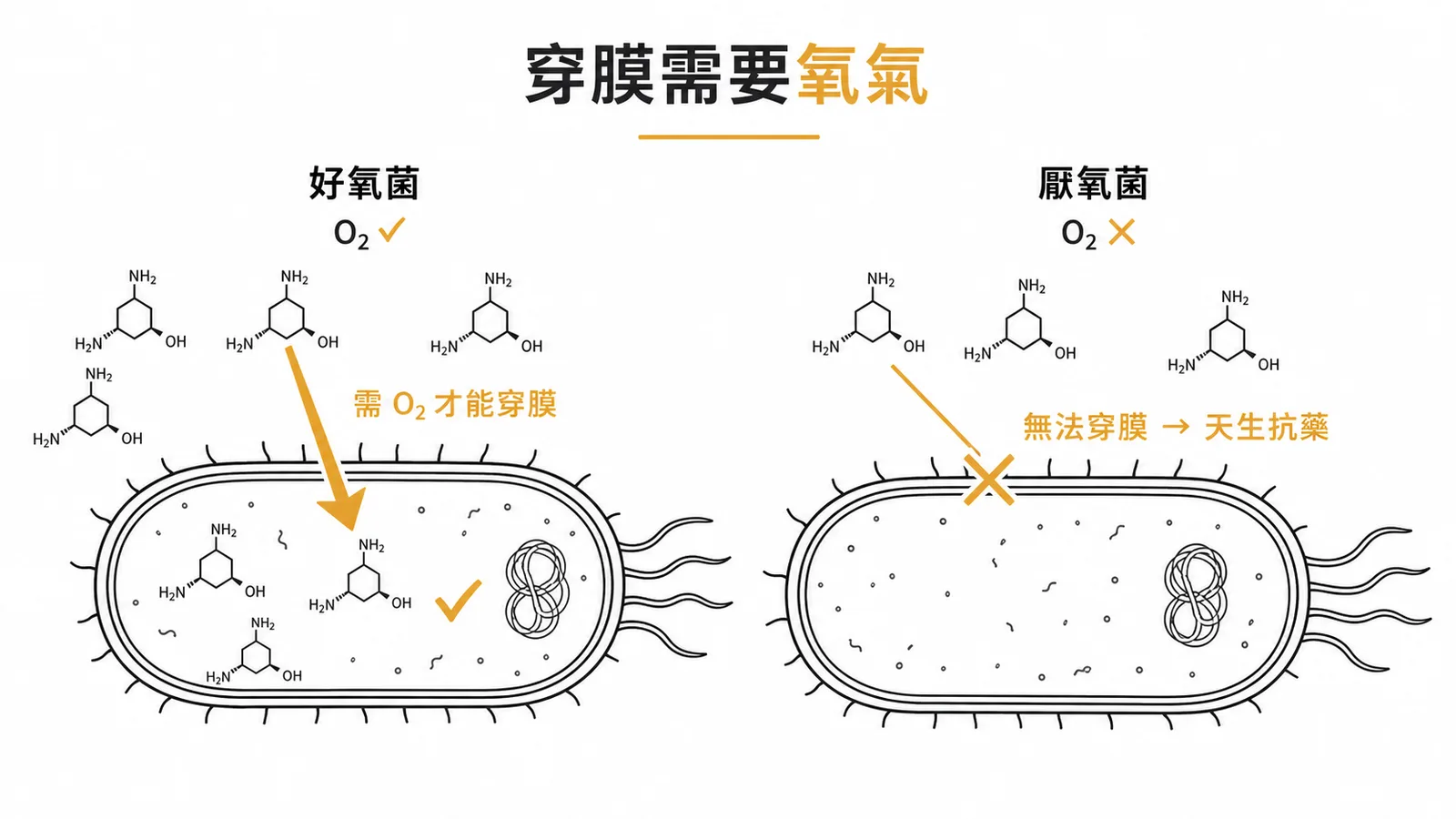 胺基醣苷類抗生素穿膜需要氧氣,厭氧菌因缺氧無法吸收而天生抗藥