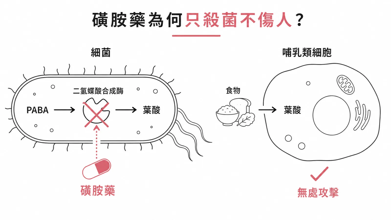 磺胺藥選擇性毒性:細菌須自行合成葉酸而哺乳類從食物攝取,藥物只阻斷細菌路徑