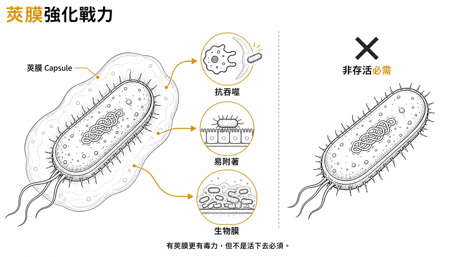 細菌莢膜是毒力因子而非存活必需結構,具抗吞噬、附著與形成生物膜功能