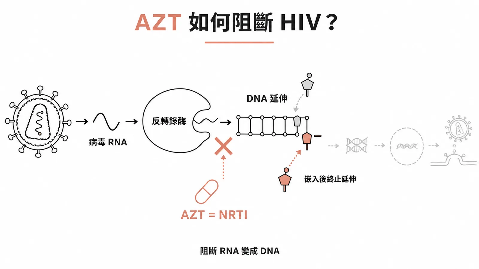 AZT是NRTI,在HIV反轉錄步驟阻斷RNA變DNA的過程,嵌入DNA鏈後終止延伸
