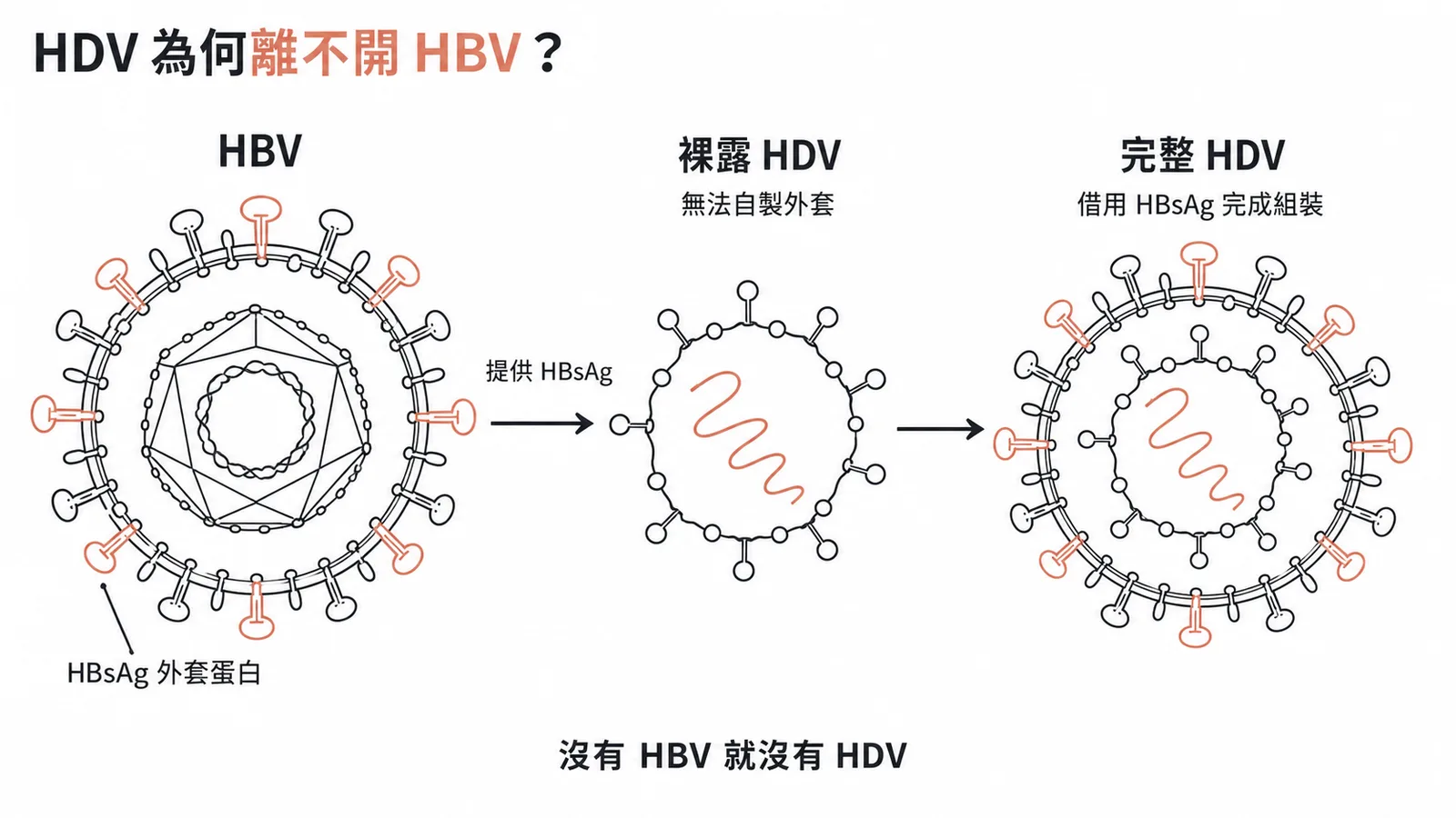 HDV是缺陷病毒,必須借用HBV的HBsAg外套蛋白才能完成組裝