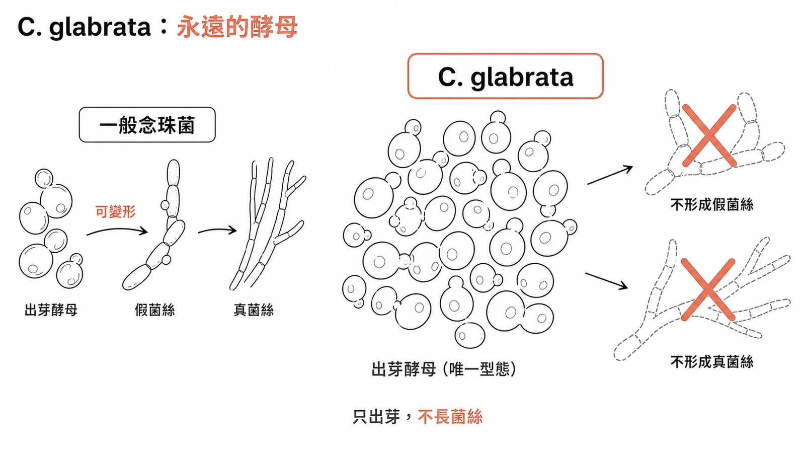 C. glabrata只以單細胞酵母存在,不形成假菌絲或真菌絲,與一般念珠菌不同