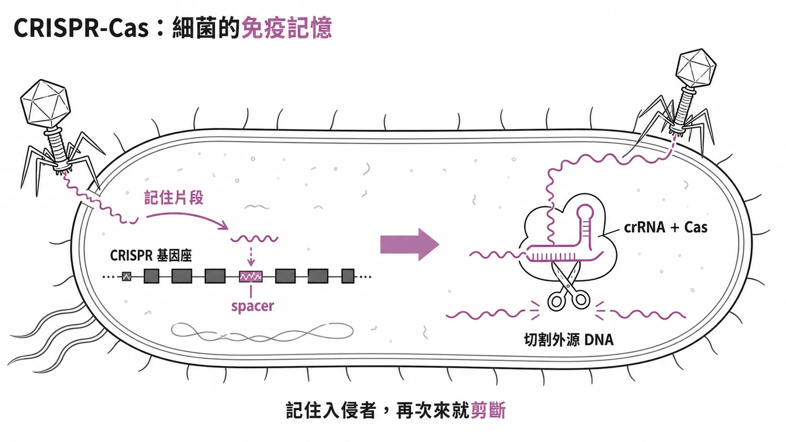 CRISPR-Cas系統:細菌記憶噬菌體DNA片段,再次入侵時crRNA與Cas蛋白切割外源DNA