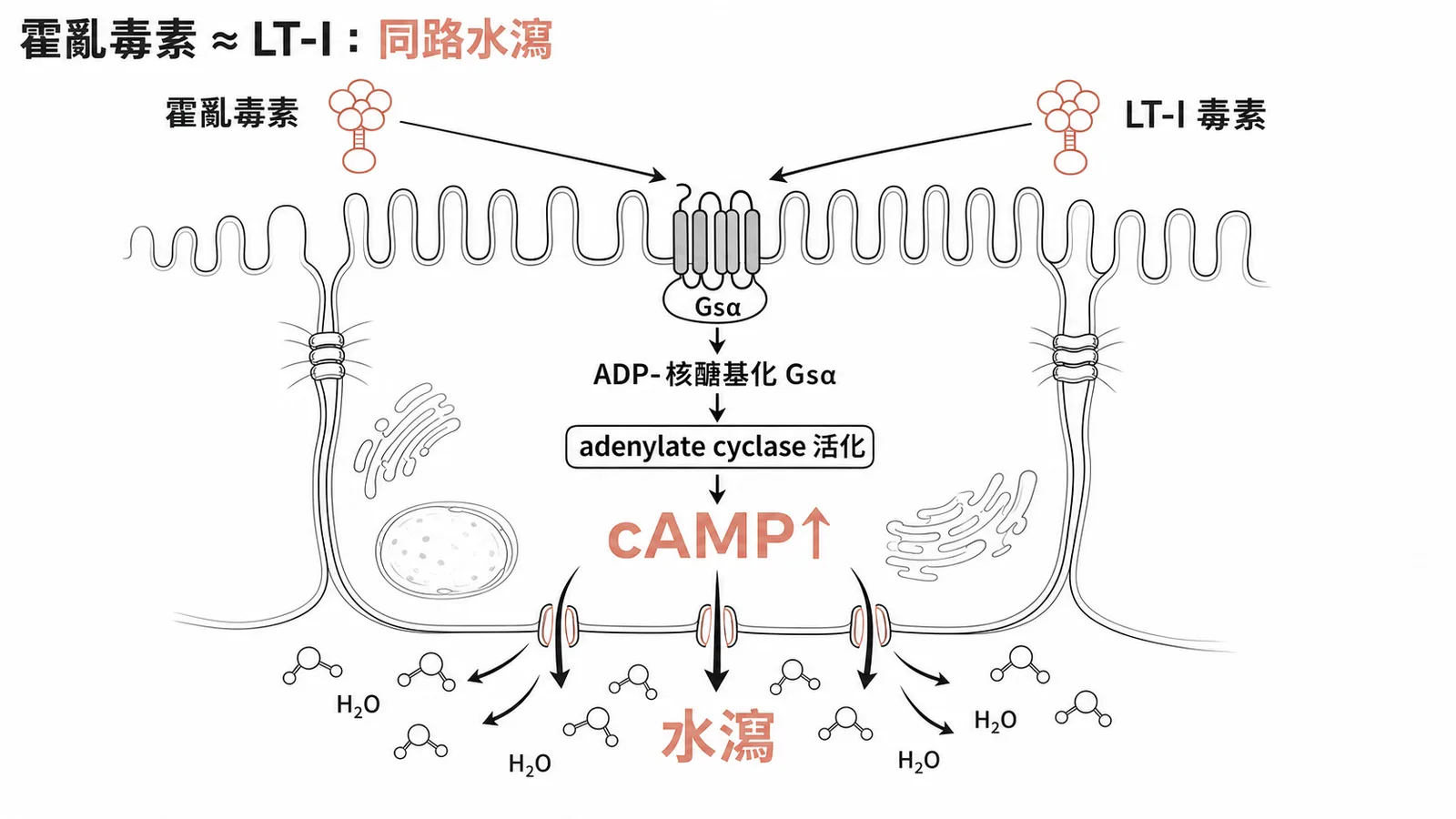 霍亂毒素與LT-I毒素共用同一條致病路徑:ADP-核醣基化Gsα→cAMP升高→水瀉