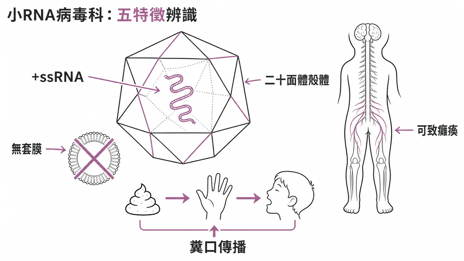 小RNA病毒科五大特徵:正股RNA、二十面體殼體、無套膜、糞口傳播、可致癱瘓