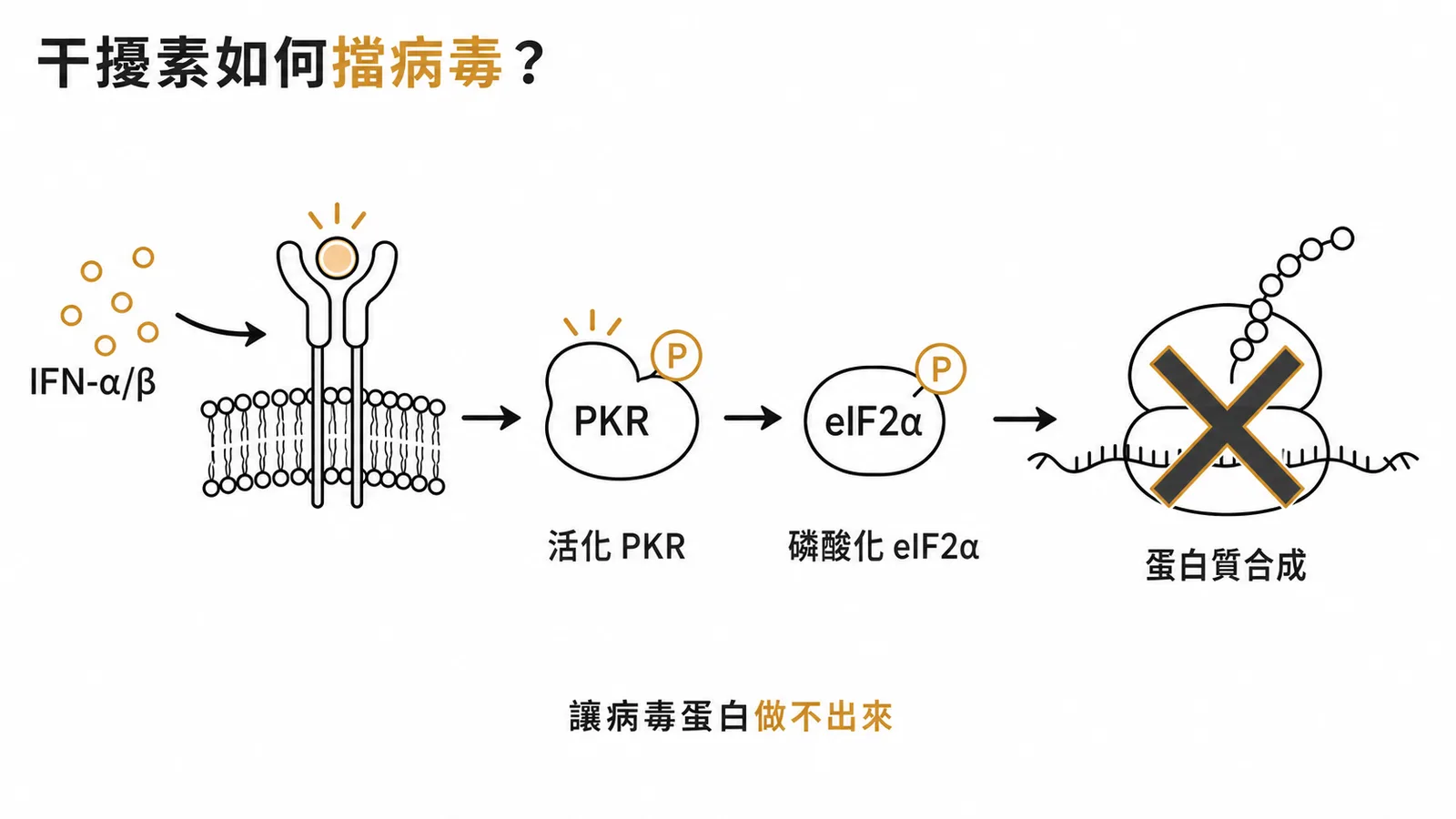 干擾素透過 PKR 磷酸化 eIF2α 阻斷病毒蛋白質合成的流程