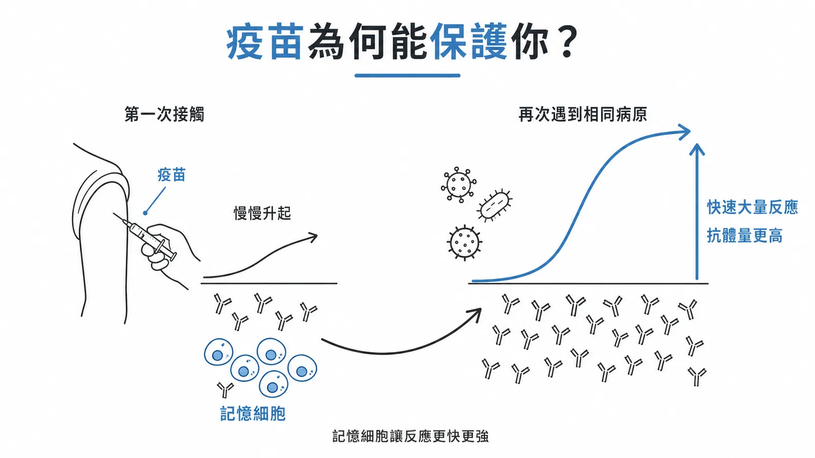 疫苗初次與二次免疫應答對比:記憶細胞讓反應更快更強