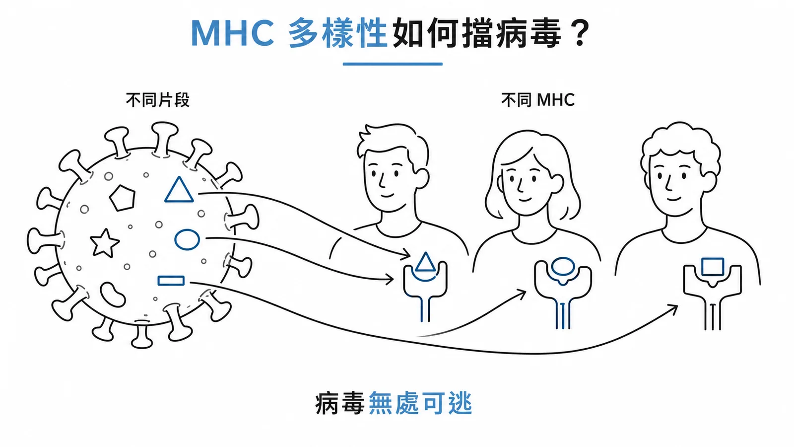 MHC 多態性讓不同人辨識病毒不同片段使病毒無處可逃