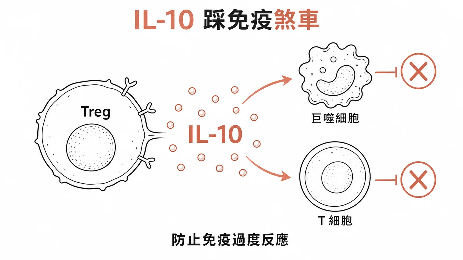 Treg 分泌 IL-10 抑制巨噬細胞和 T 細胞防止免疫過度反應