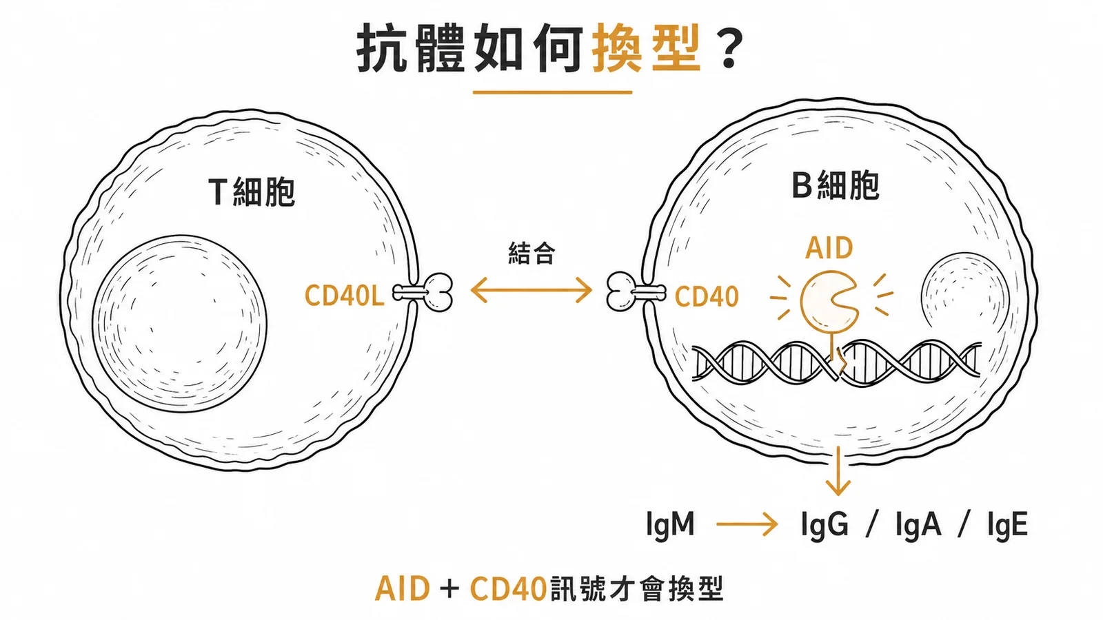 抗體類型轉換需要 T 細胞 CD40L 與 B 細胞 CD40 結合加上 AID 酶