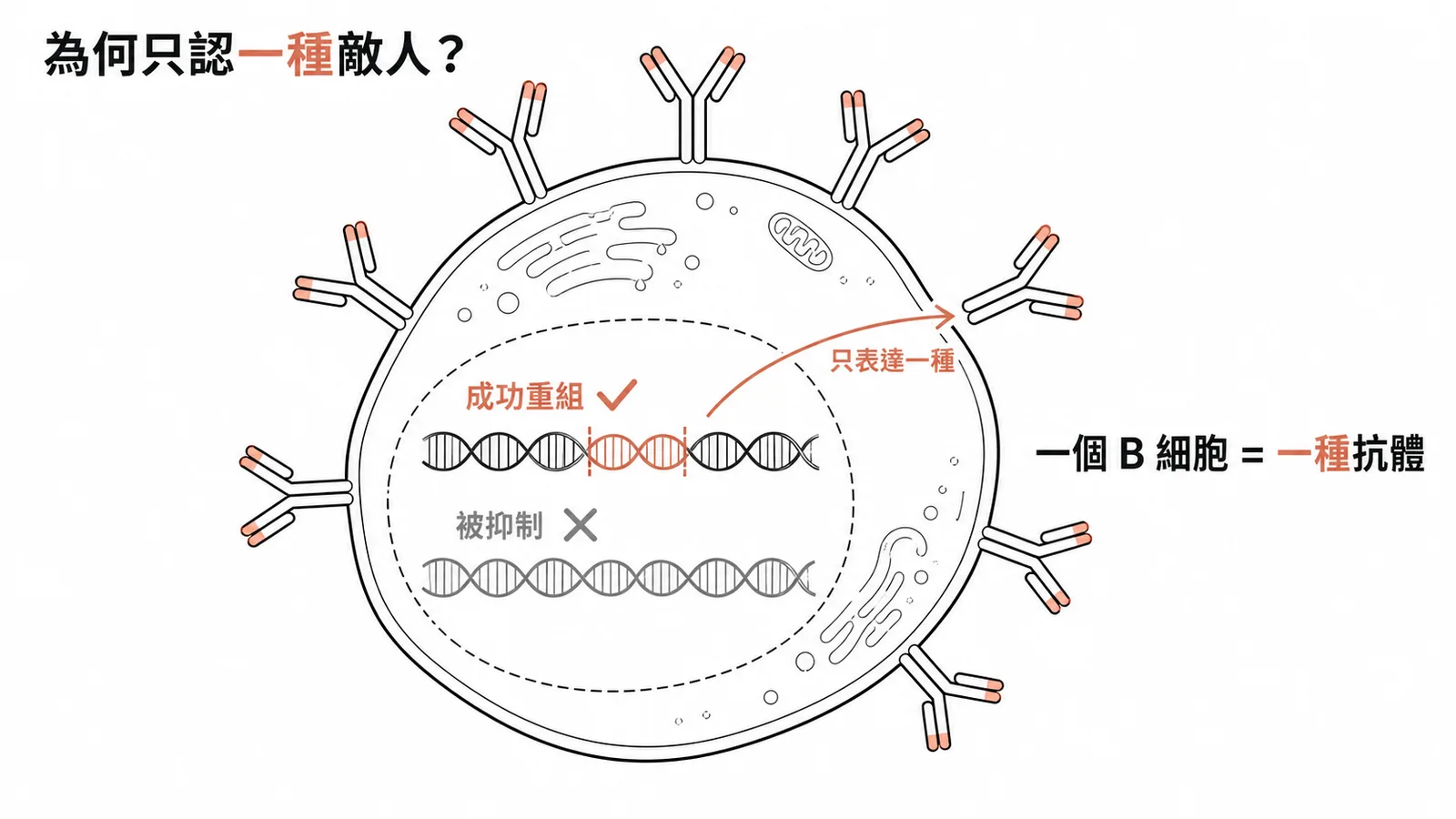 等位基因排除讓一個 B 細胞只表達一種抗體受體