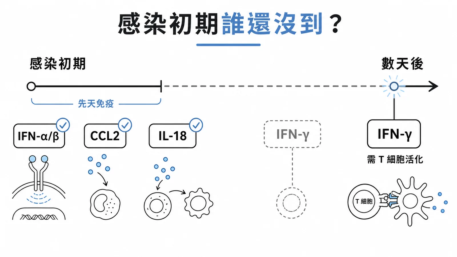 感染初期先天免疫分子快速出現但 IFN-γ 需 T 細胞活化後才大量產生