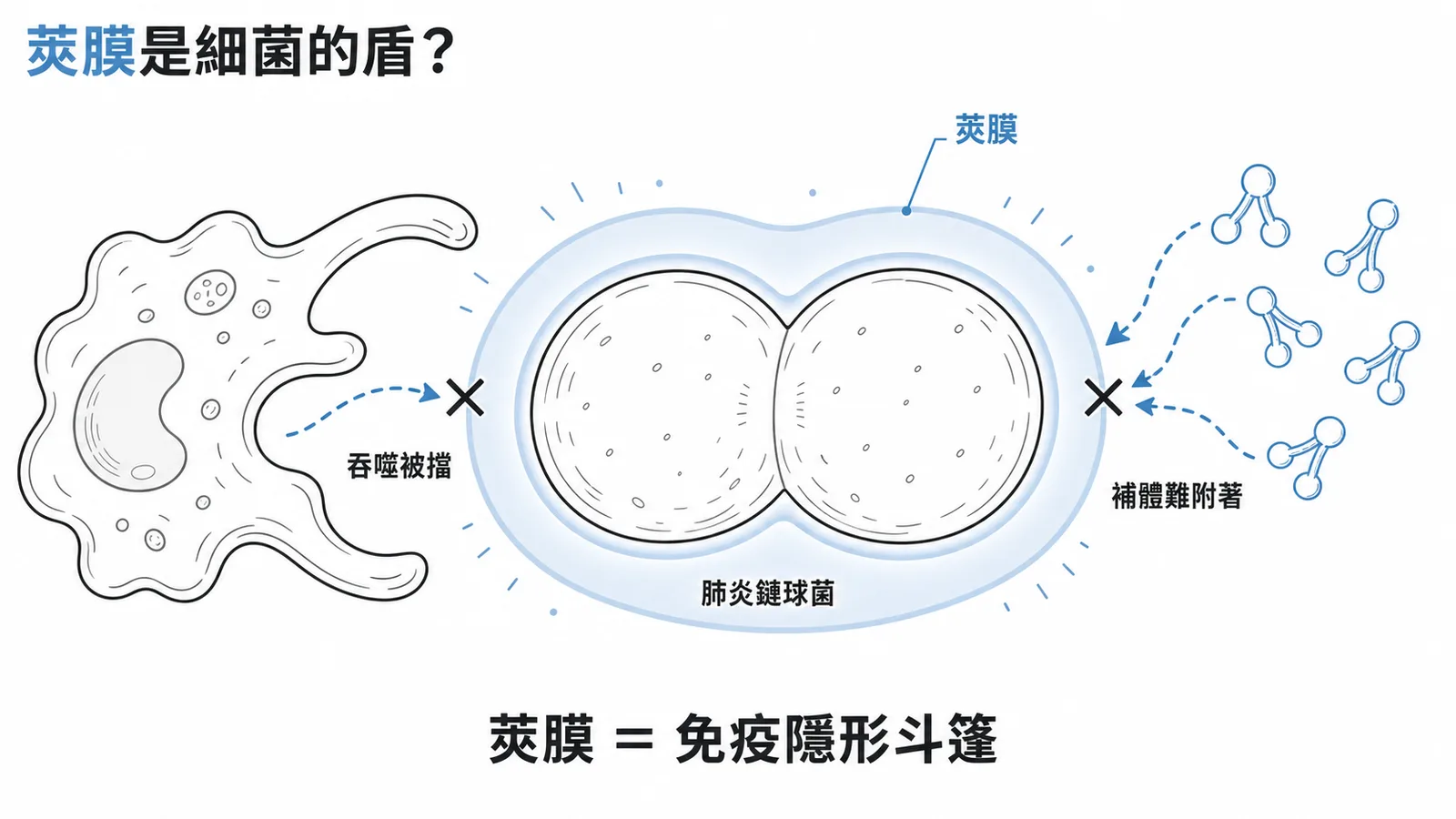 肺炎鏈球菌的莢膜阻擋吞噬細胞和補體成為免疫隱形斗篷