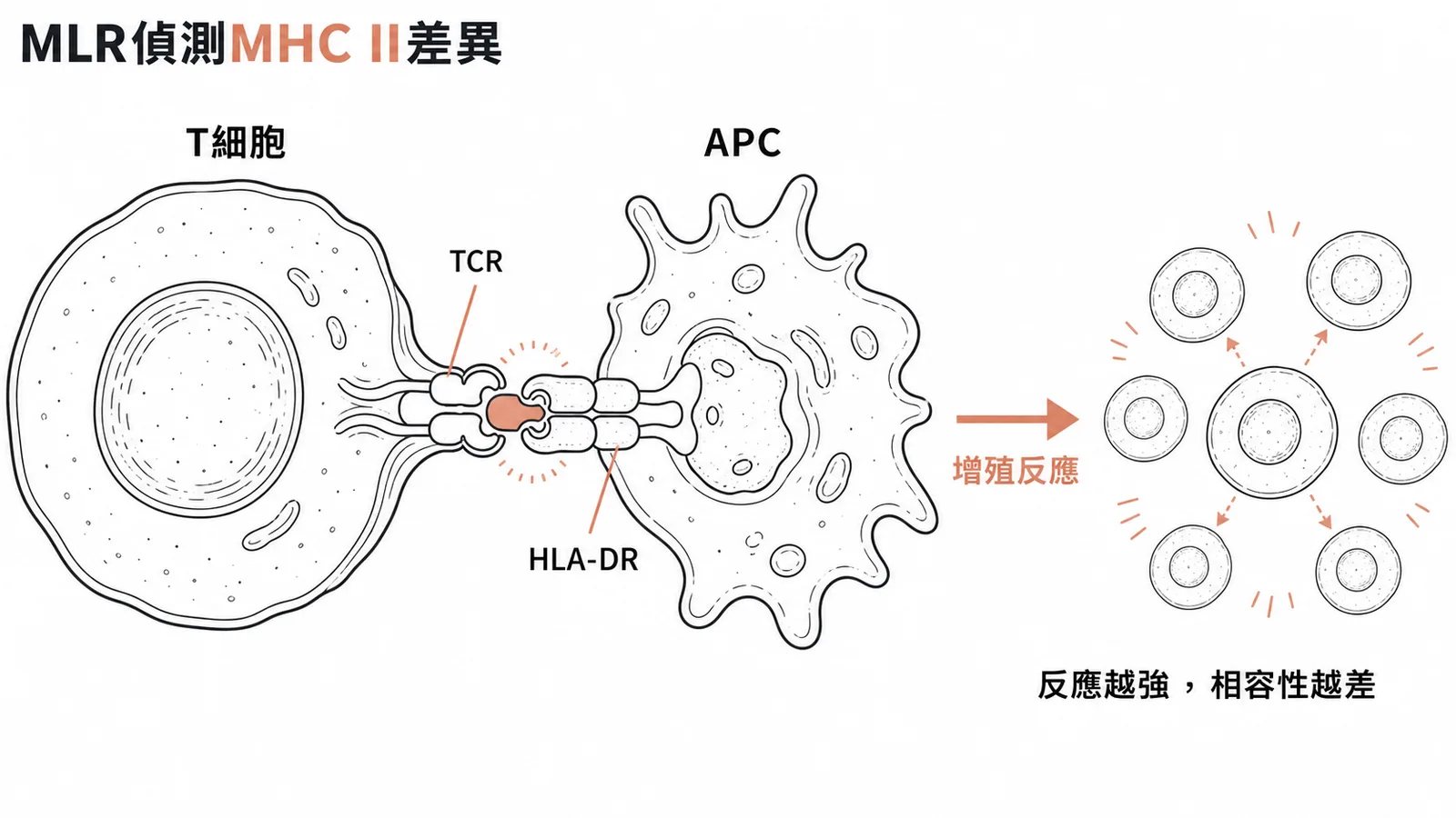 MLR主要偵測T細胞對APC表面MHC Class II分子的增殖反應