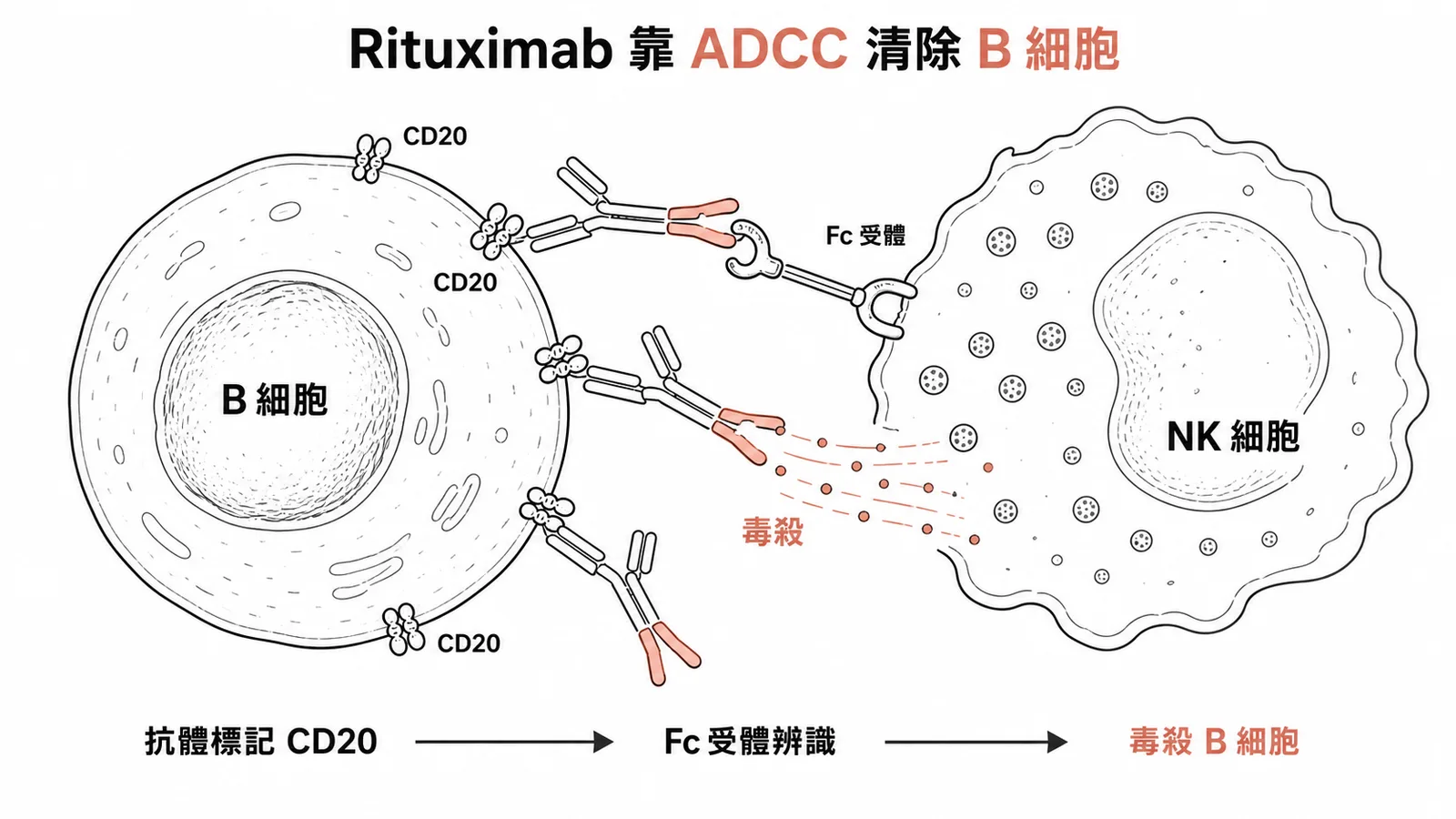 Rituximab 標記 B 細胞表面 CD20,NK 細胞經 Fc 受體辨識後將其毒殺(ADCC)