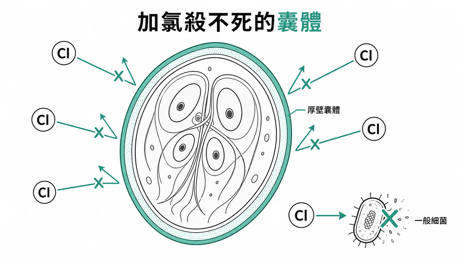 梨形鞭毛蟲囊體抵抗氯消毒示意圖
