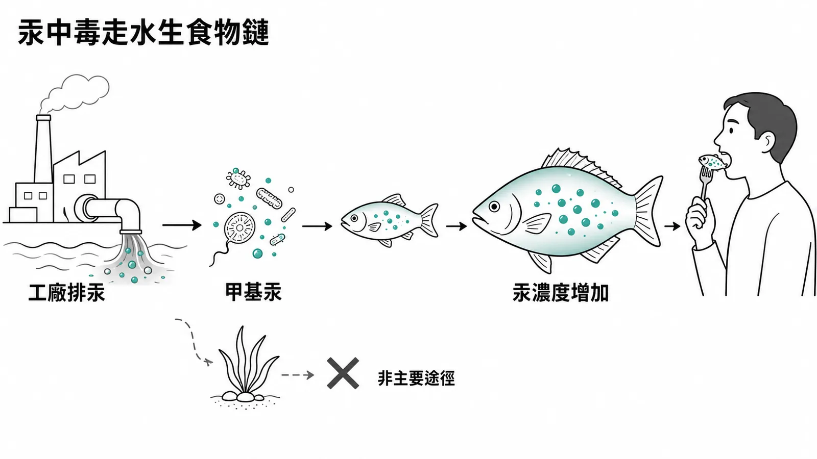 甲基汞經水生食物鏈生物放大的途徑示意圖
