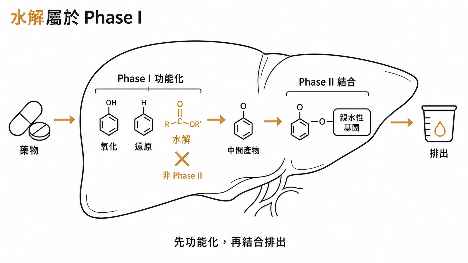 肝臟藥物代謝 Phase I 與 Phase II 反應差異示意圖