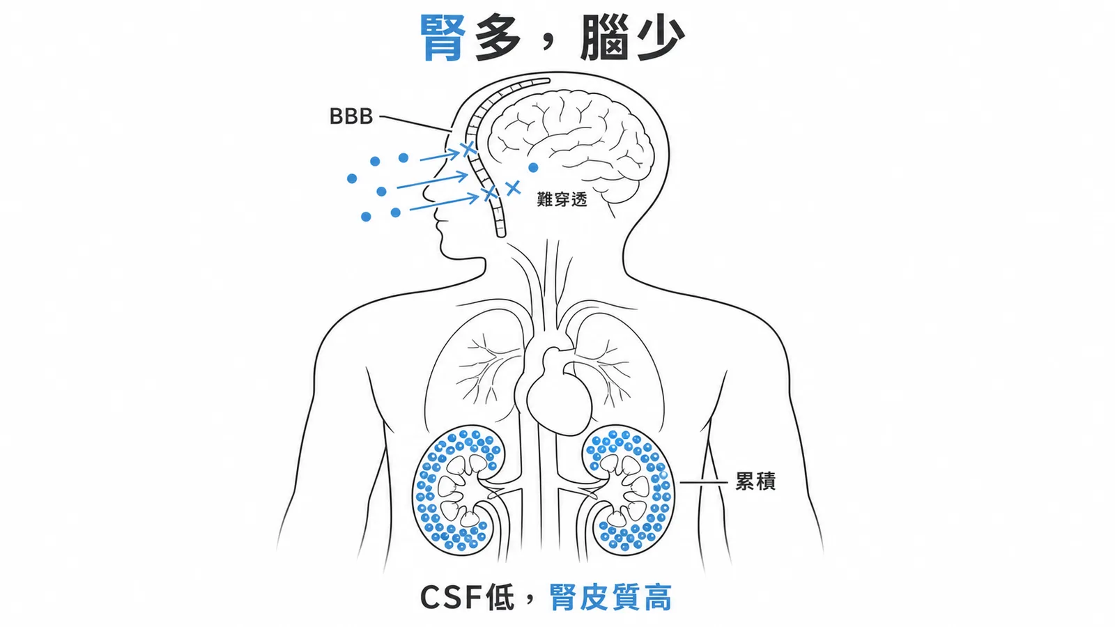 Aminoglycosides 在腎臟累積但難穿透血腦屏障示意圖