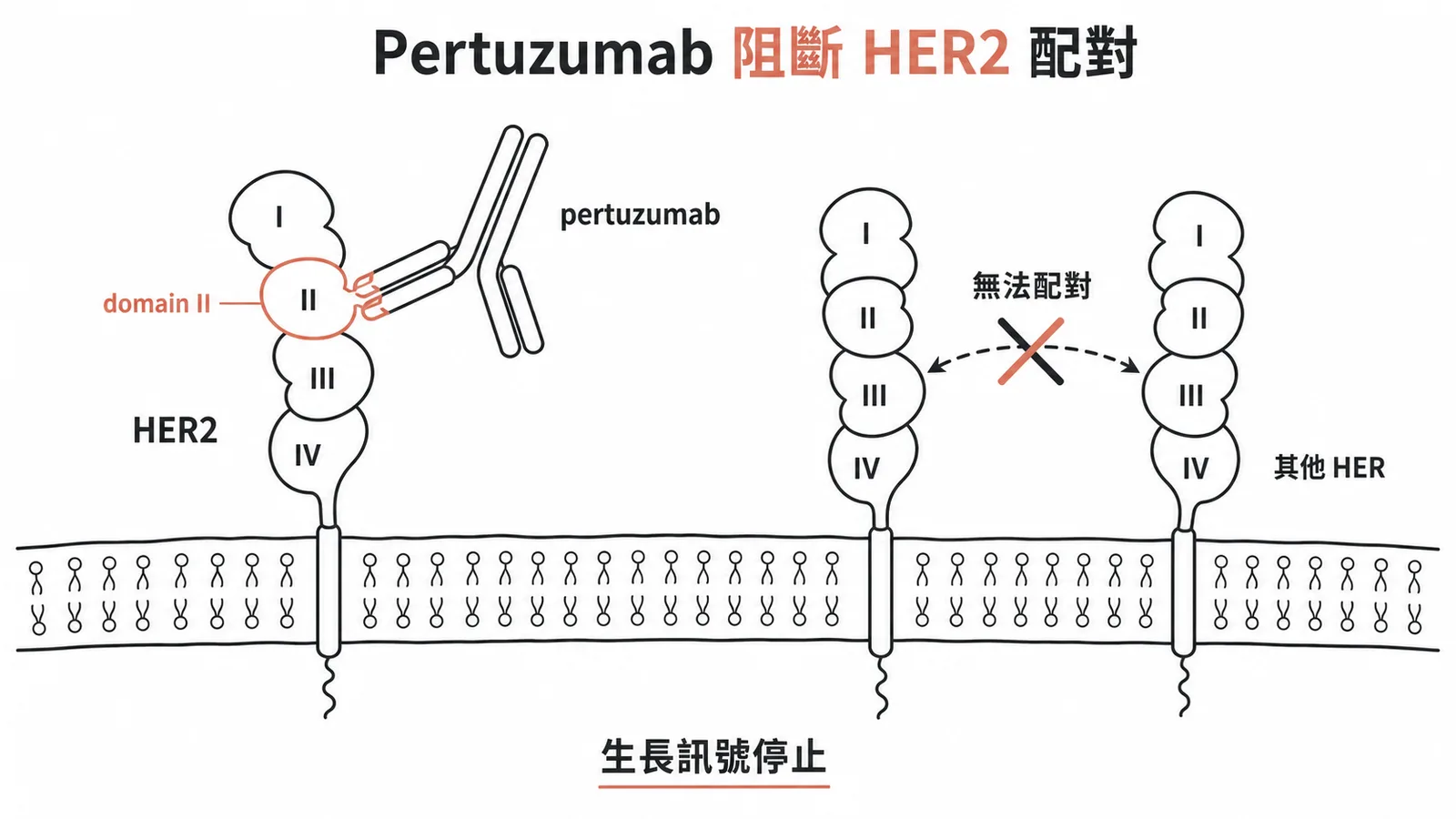 HER2 陽性乳癌的標靶抗體藥物作用位點示意圖